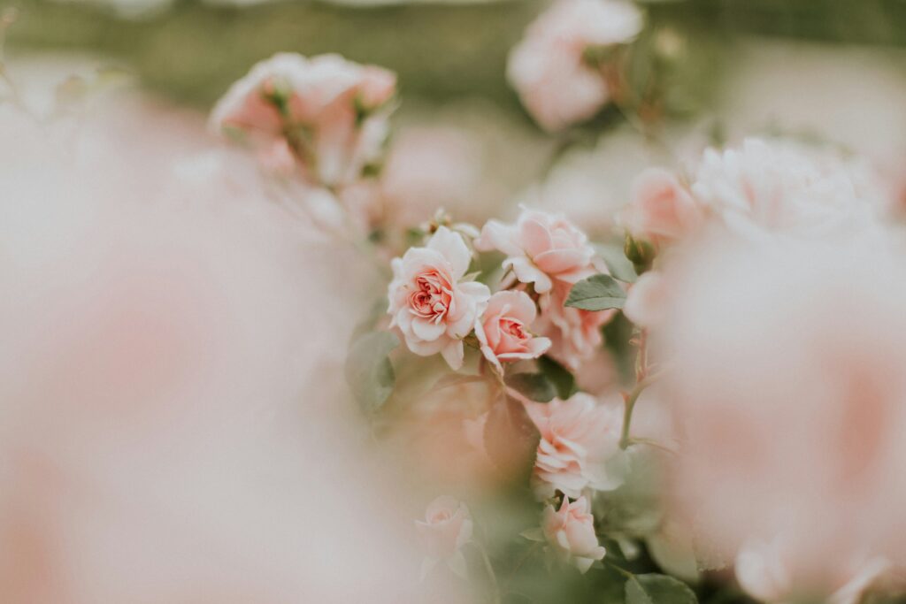 Romantic pink garden blooms