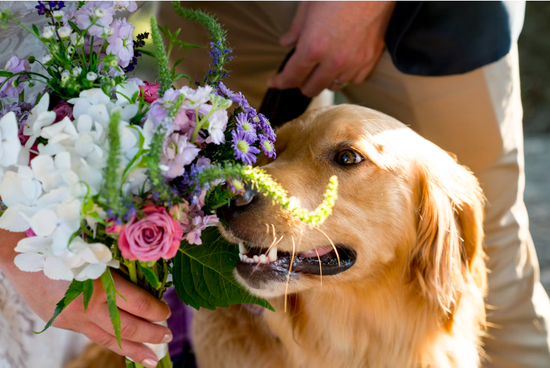 Dog sniffing wedding bouquet