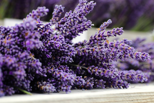 Sprigs of lavender on table